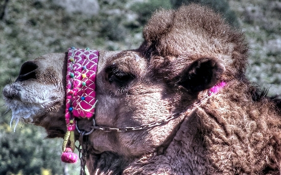 A camel in Selcuk turkey