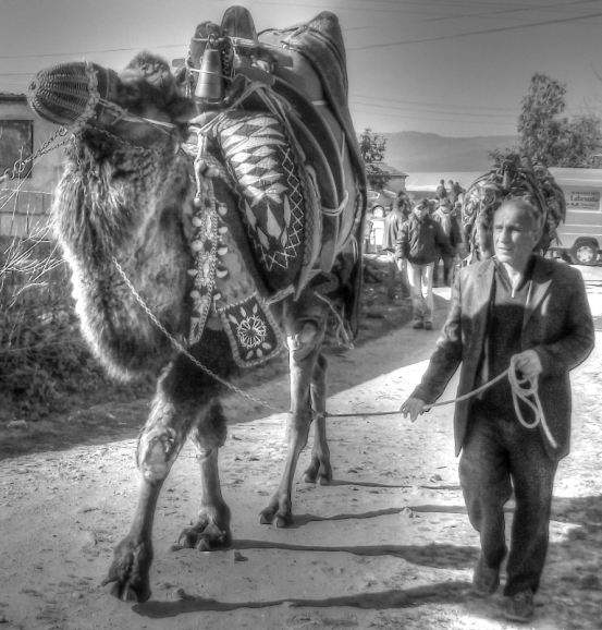 Camel wrestling festival