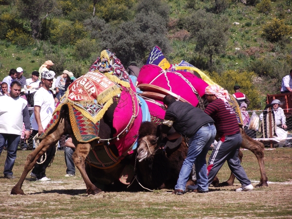 Camel wrestling