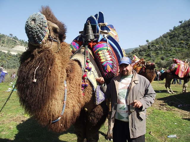 Camel wrestling