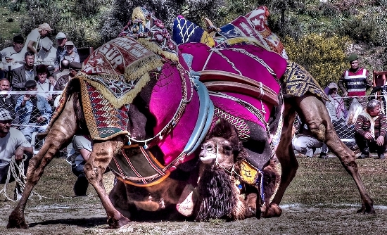 Camels wrestling in Selcuk, Turkey