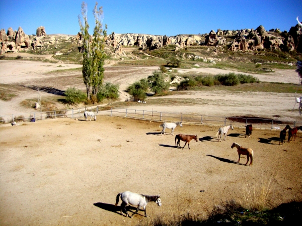 Horses of Cappadocia