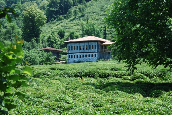 حقول الشاي في ريزي