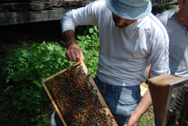 حارس النحل المحلي