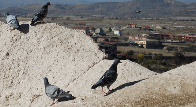 uchisar pigeons