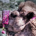 A camel in Selcuk turkey