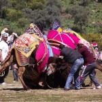 Camel wrestling