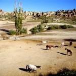 horses of cappadocia